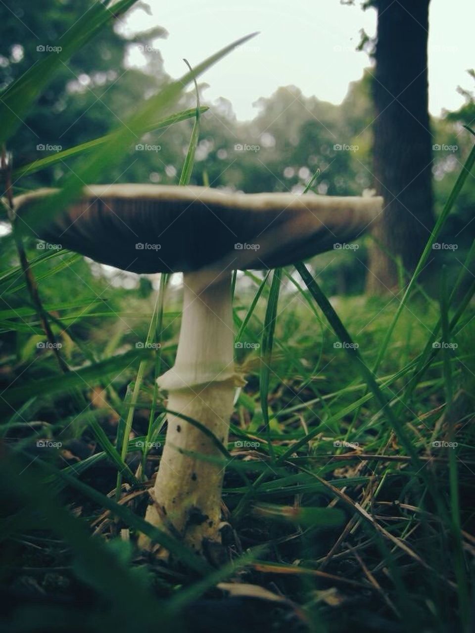 Mushroom!