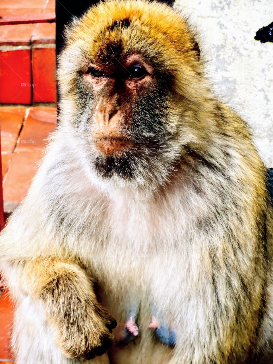 Monkey in Gibraltar 