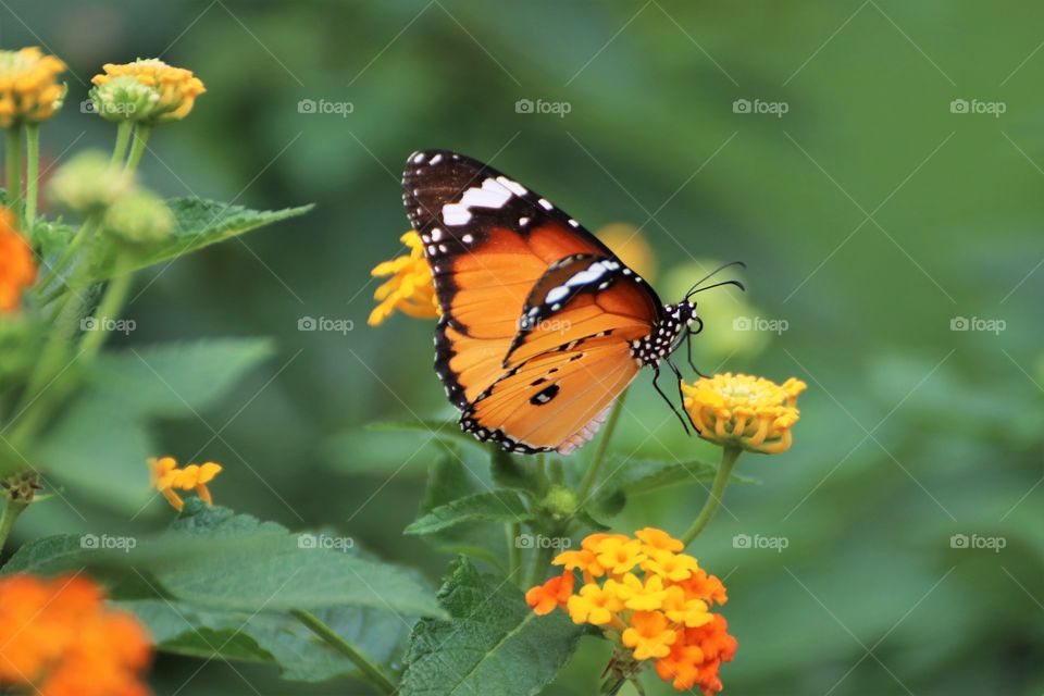 butterfly