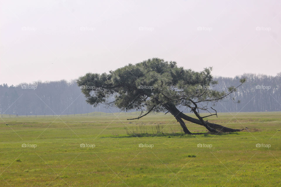 Tree in a field!