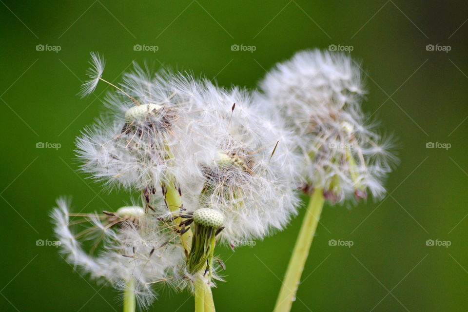 Dandelions