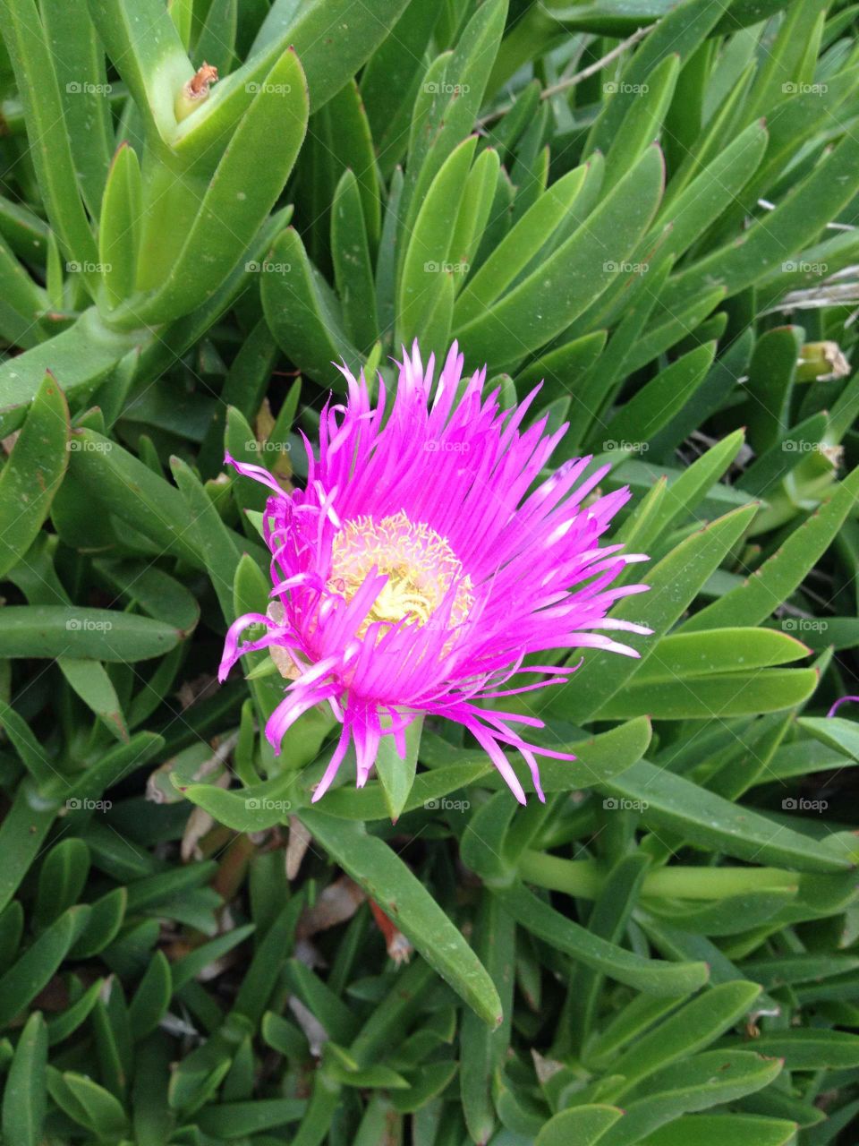 Ice Plant Purple Flower