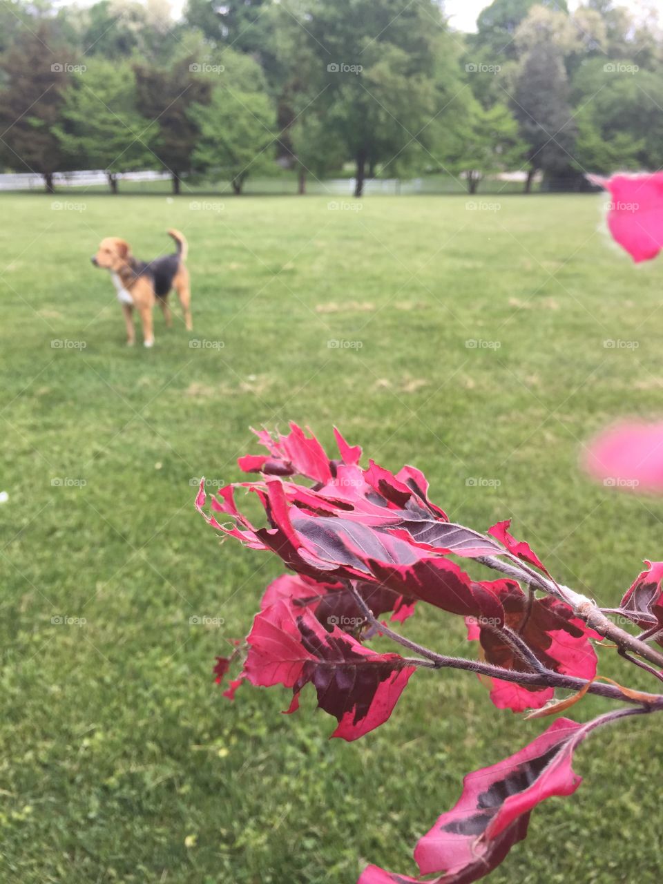 Beautiful morning dog. Morning with the dog next to a pink leafed dogwood