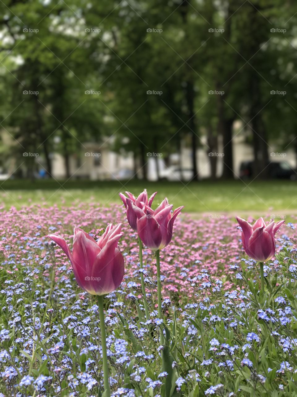 Spring flowers