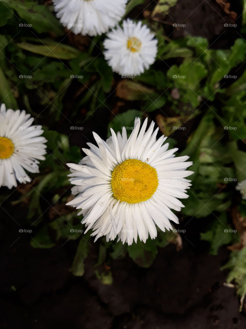 chamomile