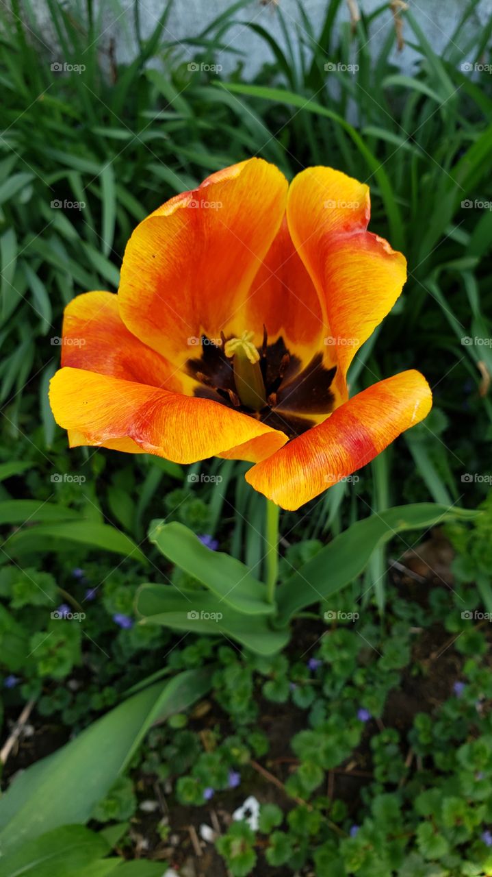 tulip