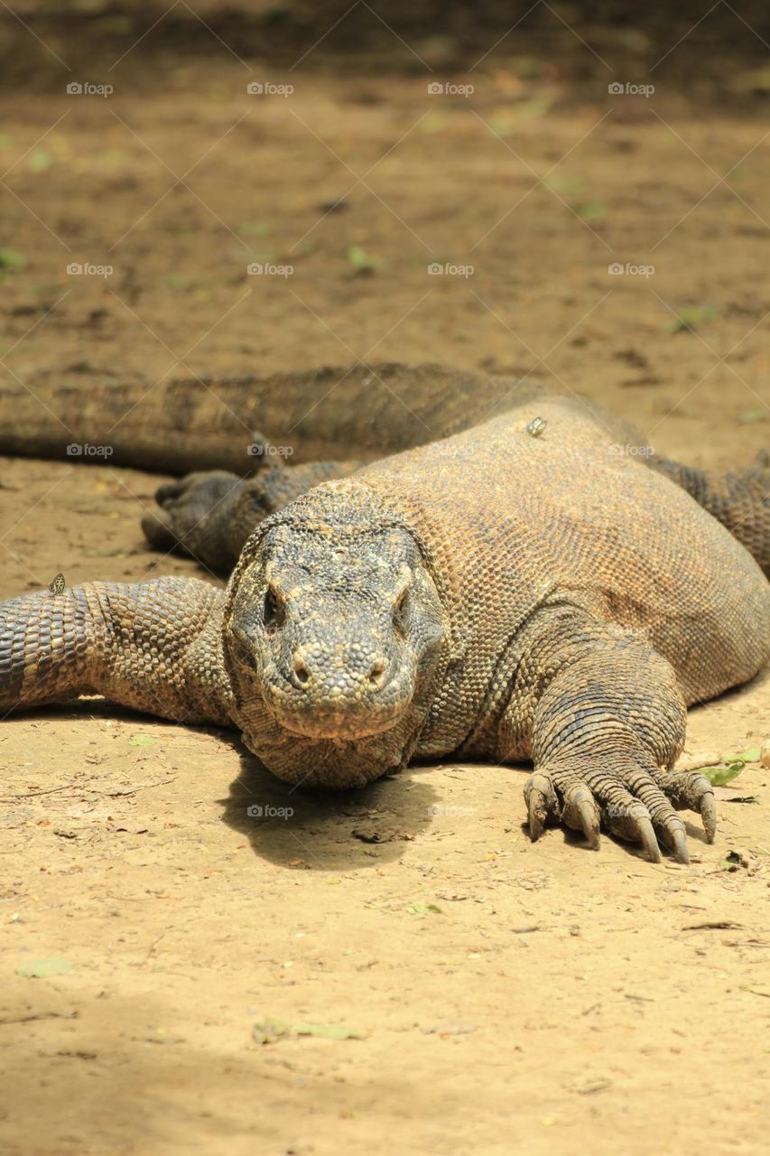 Komodo Dragon Komodo dragon is the largest lizard. It lives in the scrub and woodland of a few Indonesian islands