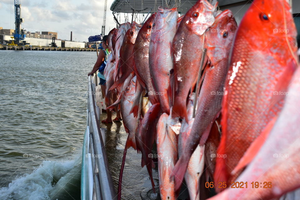 Hundreds of fish (Red Snapper) caught off of Galveston on the Gulf of Mexico