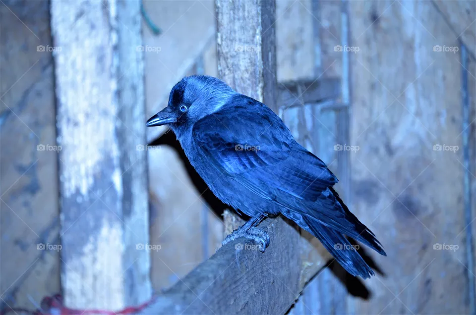 Raven