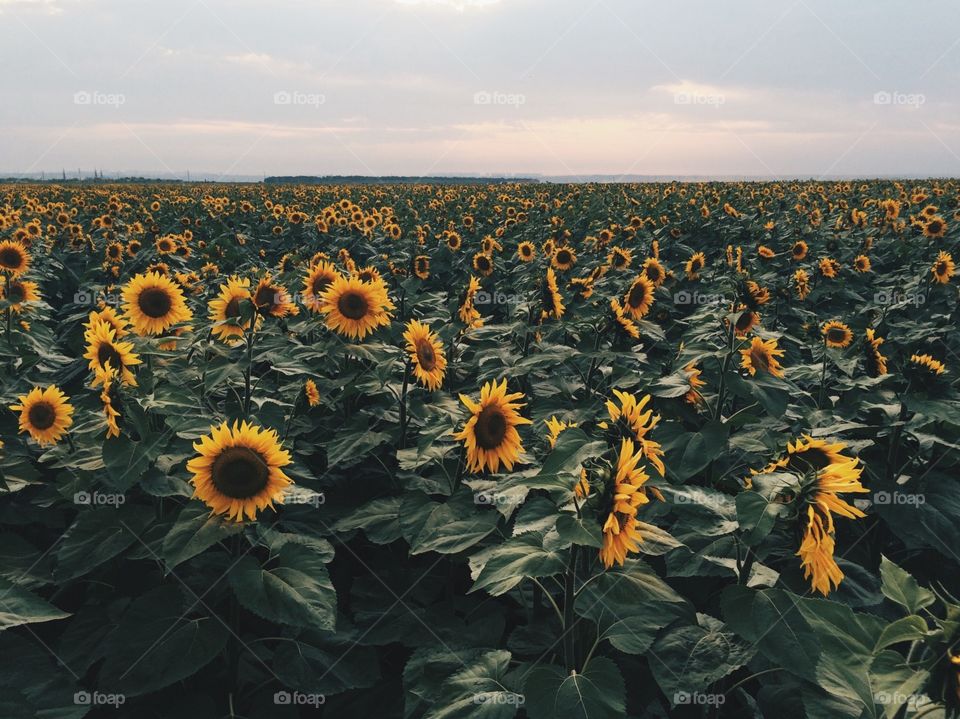 Sunflower . This photo was taken during sunset 