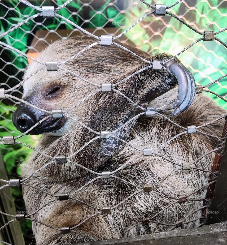 Sloth in rest, very nice