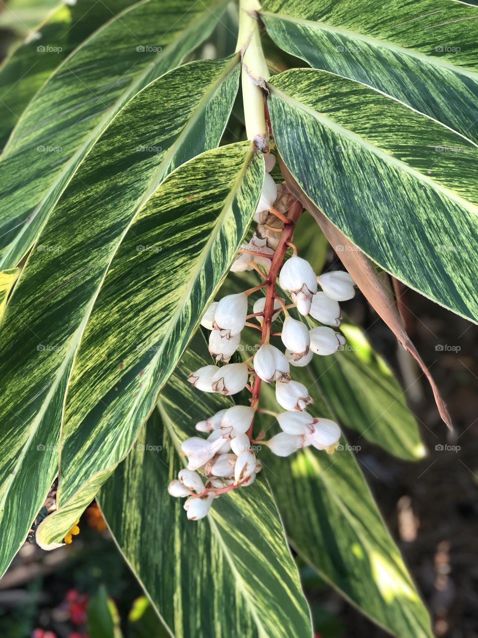 White buds with variegated leaves