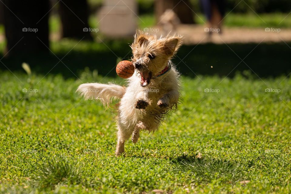 Dog caching a ball