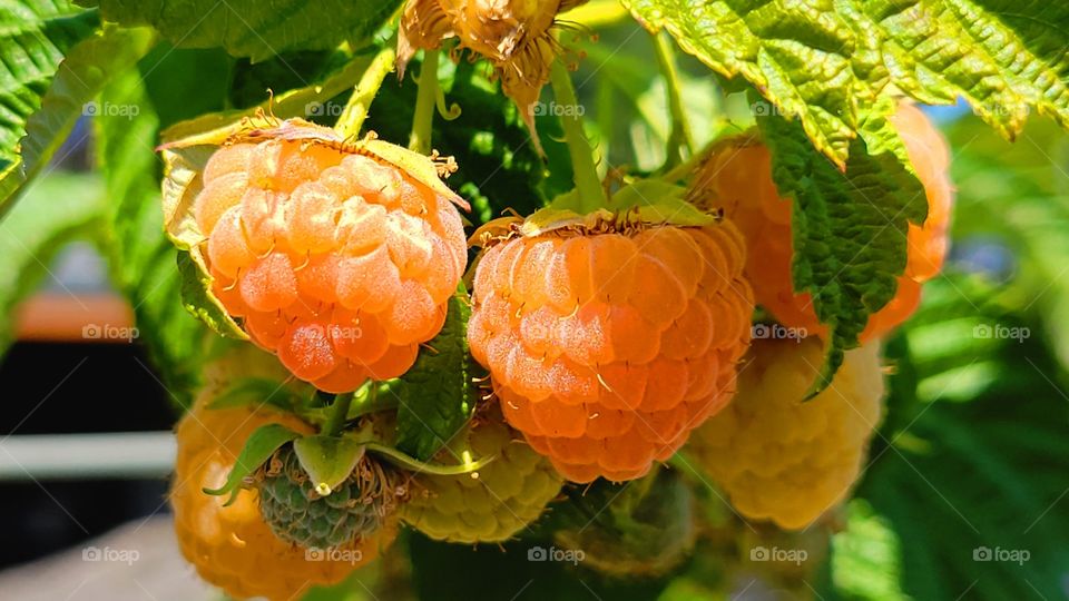 Himalayan Raspberries getting ripe on the vine