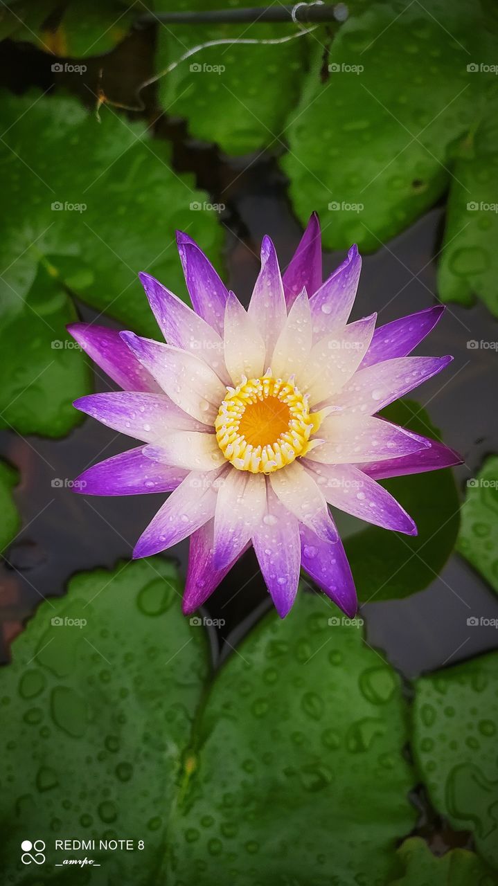 Various shades of purple absorbed perfectly in a rare water lily with a contrasting serene green leaves on the sides in a garden pond during a monsoon season.
