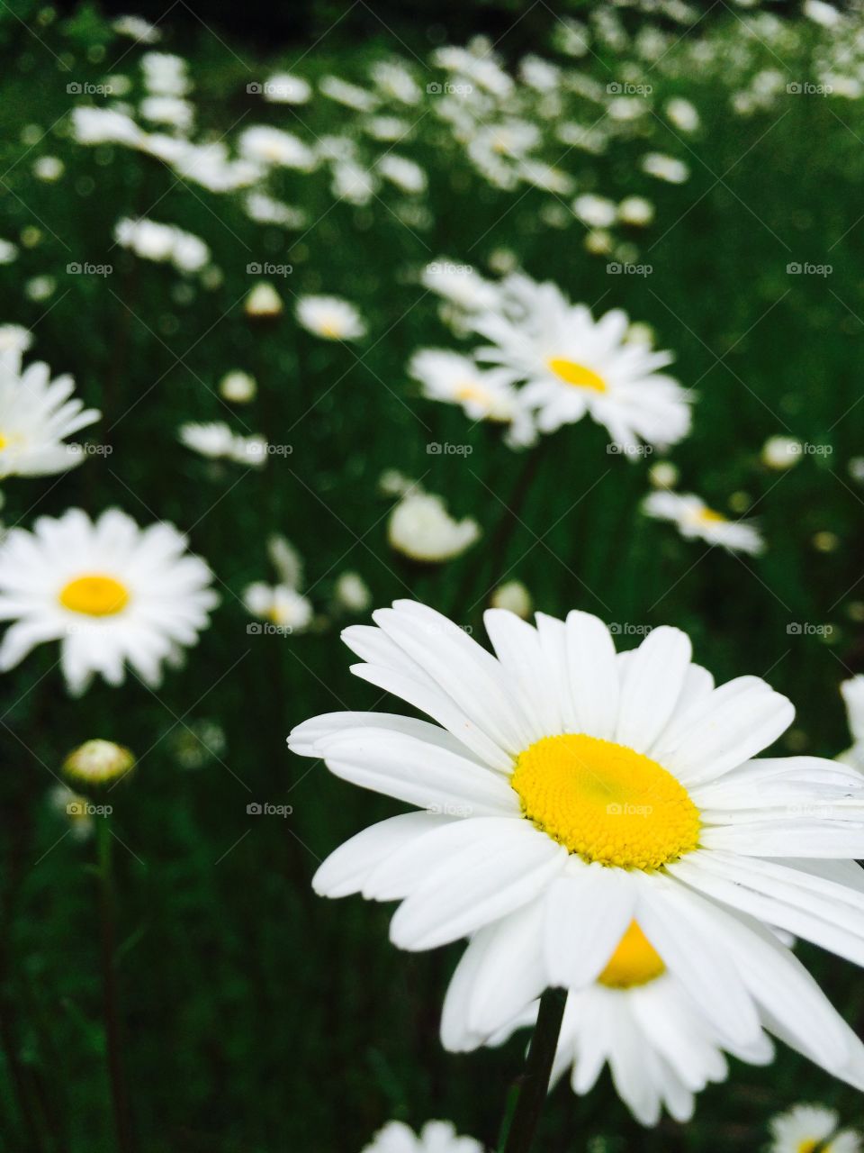 White flowers blooming in field