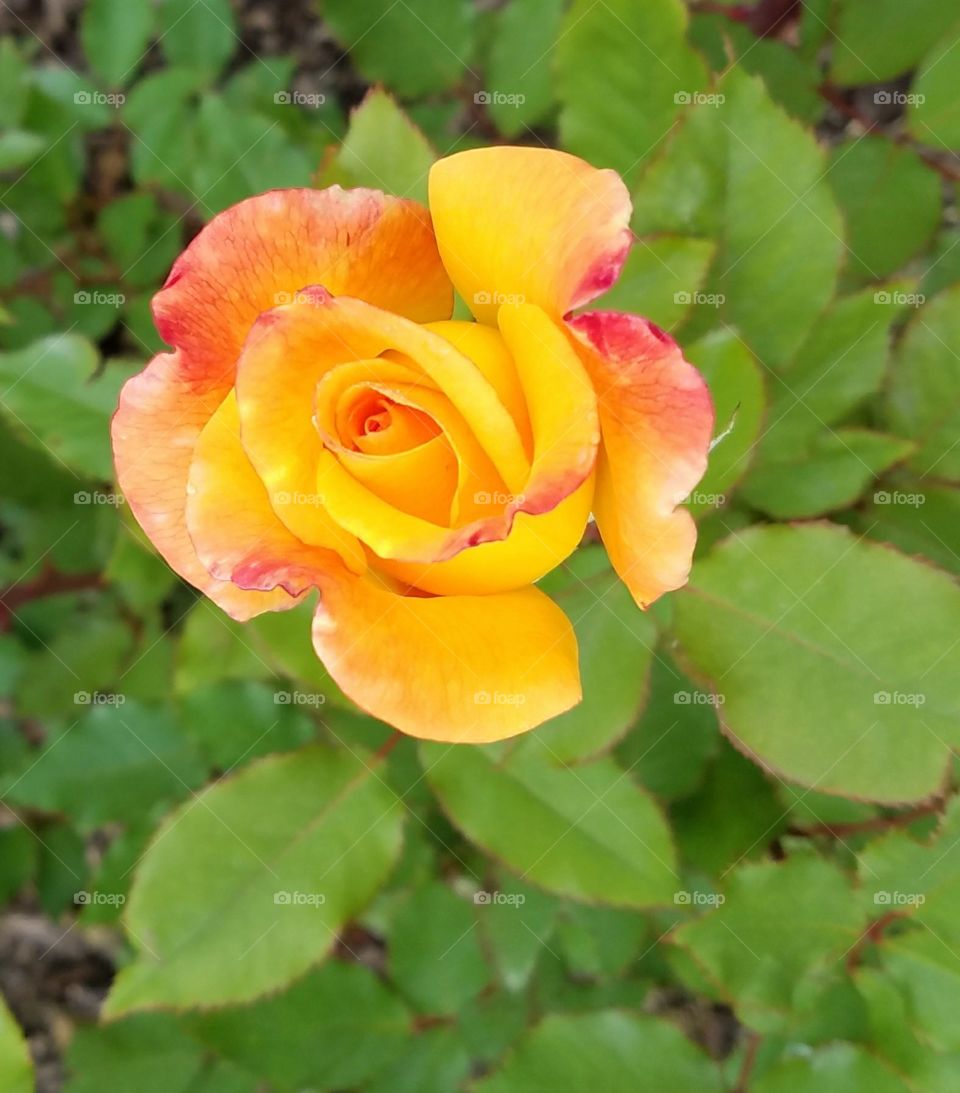 High angle view of orange rose
