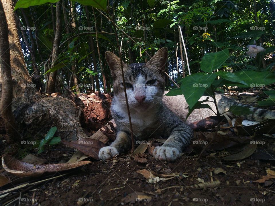 The stray cat is sitting behind the plant