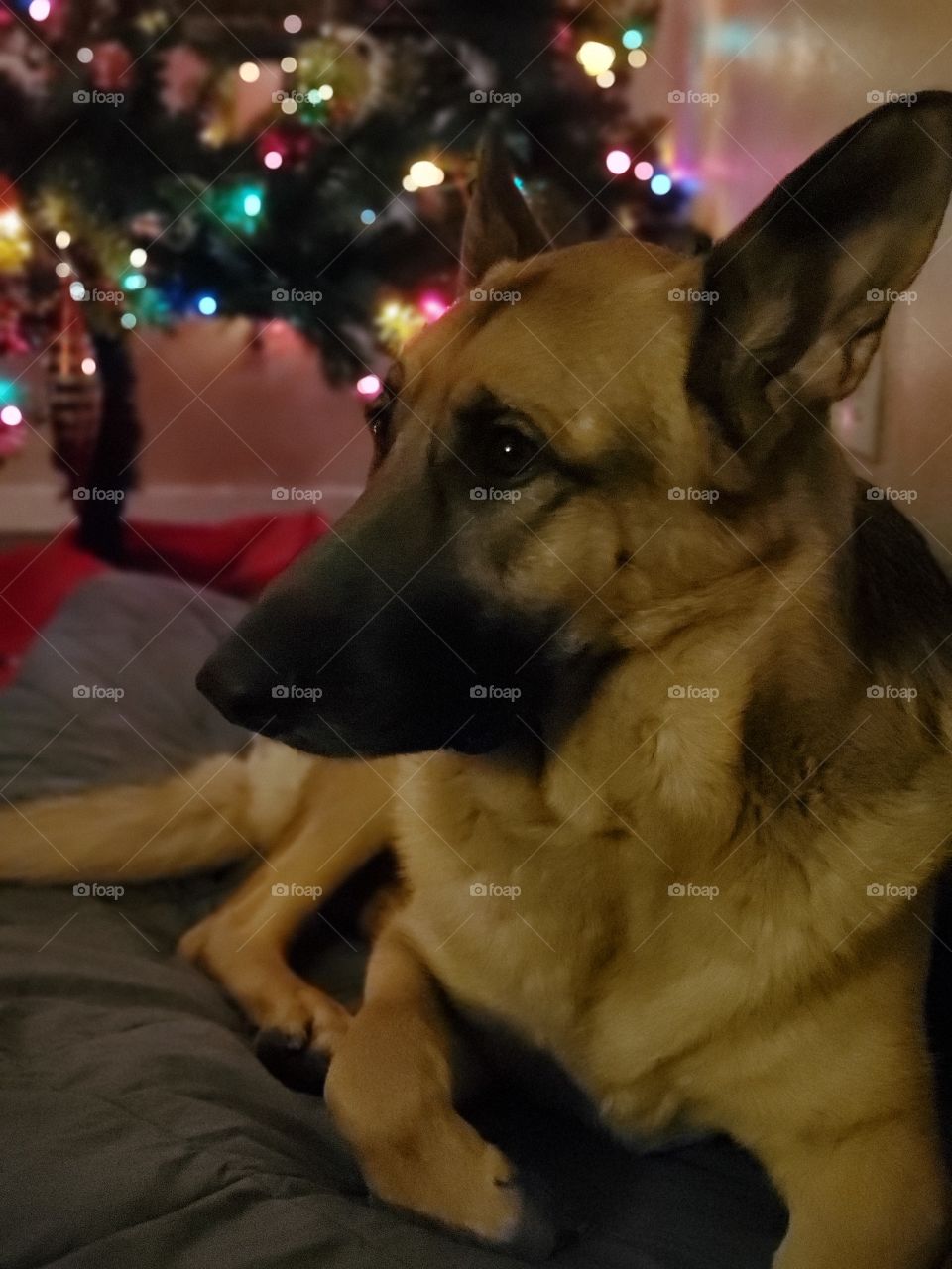 Dreaming of Christmas