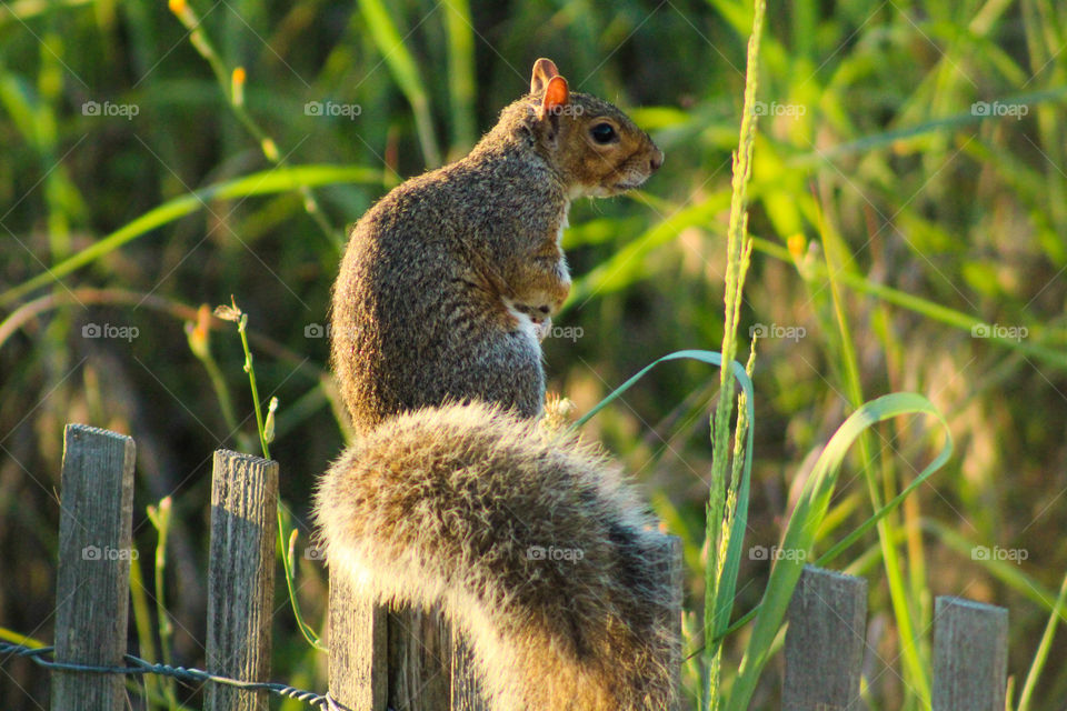 A fluffy grey squirrel sits atop a fence by the tall grass of a sand dunes