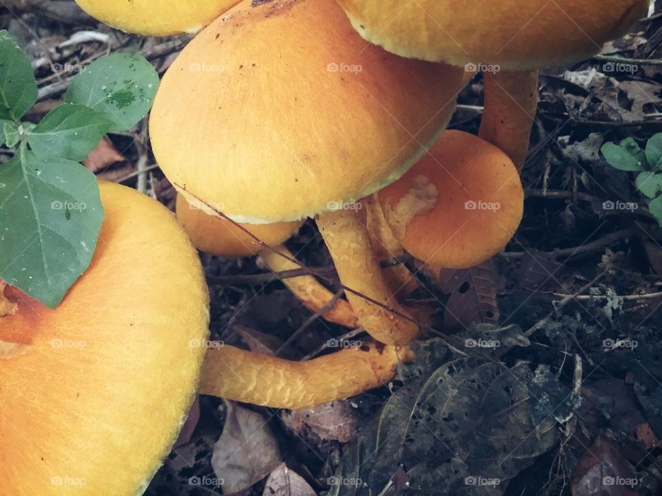 Redondos cogumelos amarelos.