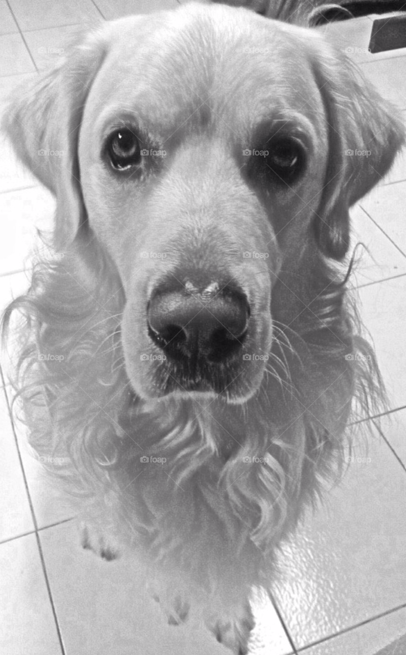 pretty grey dog cute by Zita