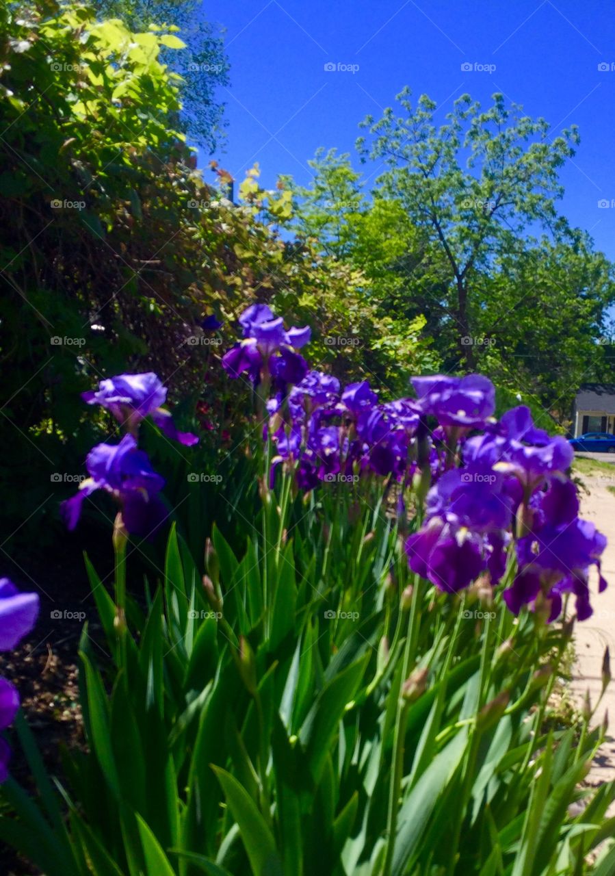 Iris in springtime 