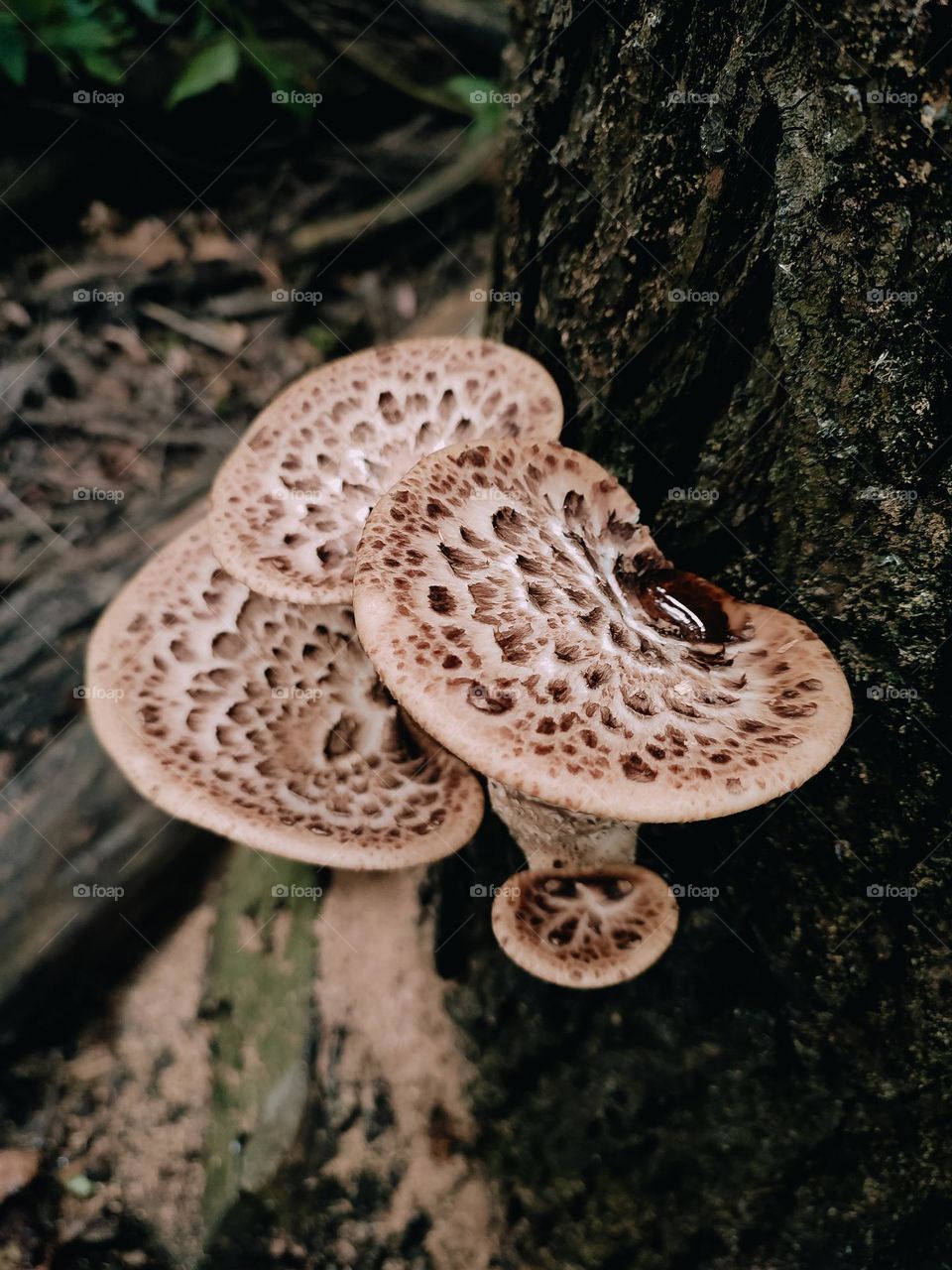 Wild mushrooms on the tree trunk Dryad’s saddle, Pheasant’s back mushroom, scaly polypore, Polyporus squamosus, Cerioporus squamosus, top view, gutta, mushroom guttation