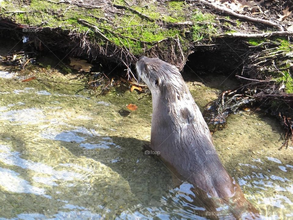 Sea otter