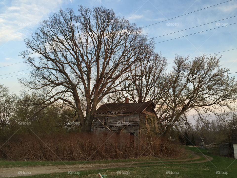 Big tree Old house. Big tree Old house