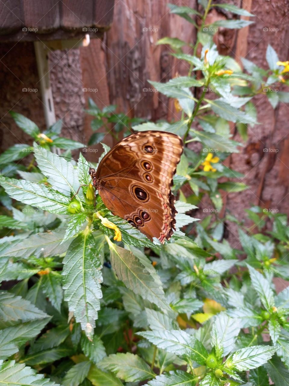 Beautiful Butterfly in the Garden