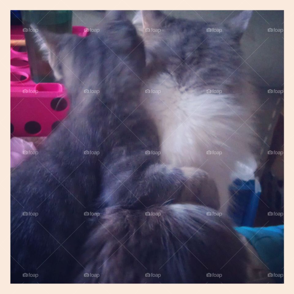 Buddies. Jax , our new kitten hugging Chagall