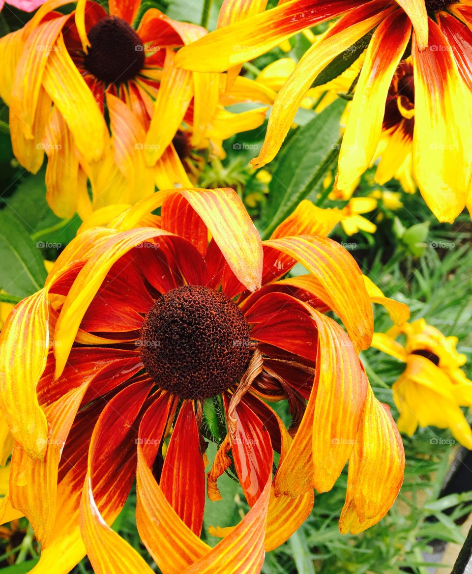 Bright yellow flower blooming in field