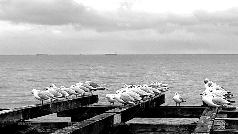 birds on the wooden pier waiting for their fly, pier on the sea, winter, silence, peace, slow life
