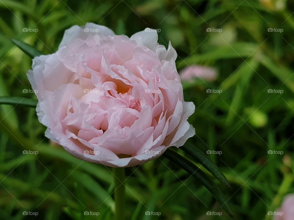 my beautiful Portulaca grandiflora