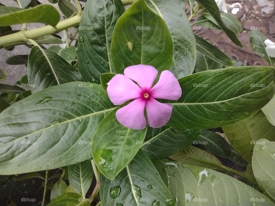 As flores trazem esperança.