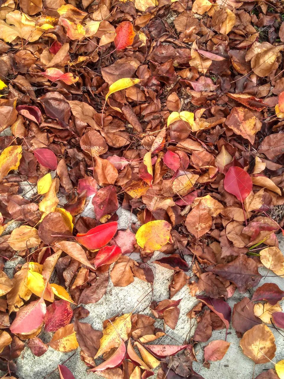 can't resist the gorgeous fall leaves
