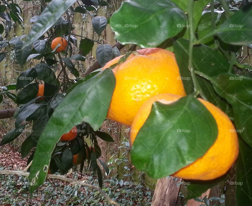 Florida Oranges