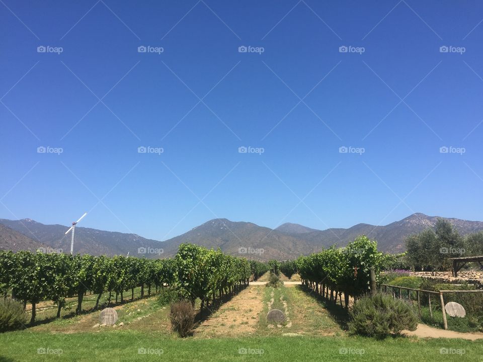 Vineyards