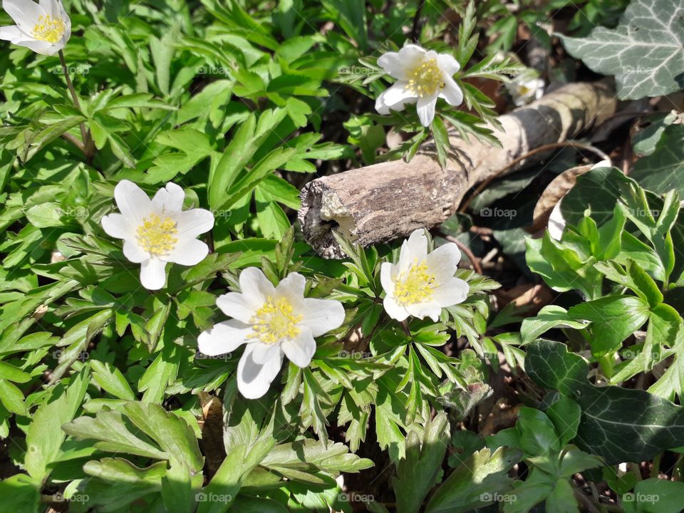 springtime in the wood