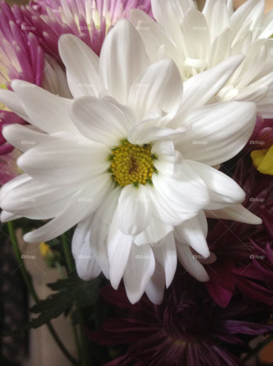 Beautiful white daisy.