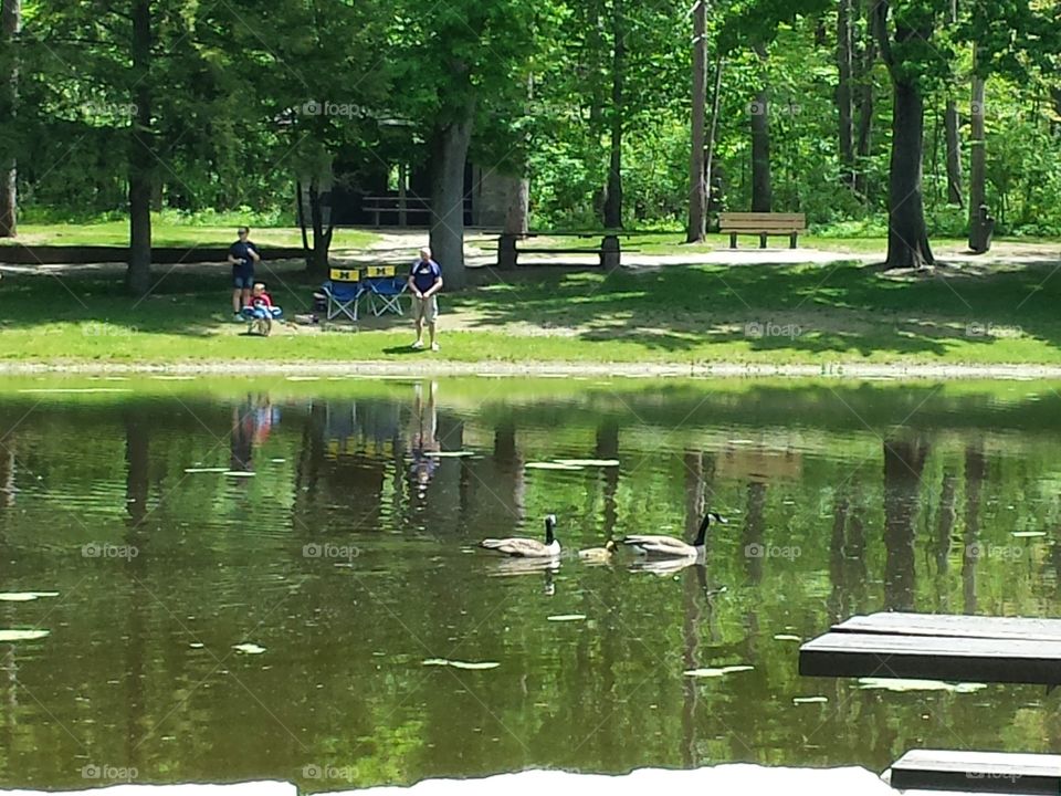 Canadian geese with their gosling. Spotted during a visit to a local metropark, Side Cut park, Maumee,OH.