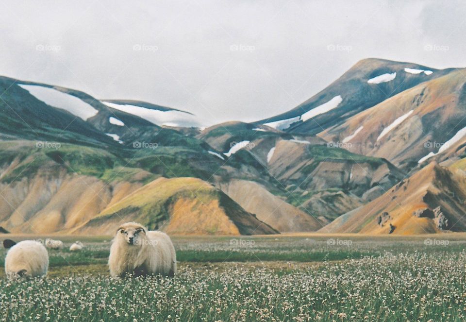 Icelandic meadow with wild sheep