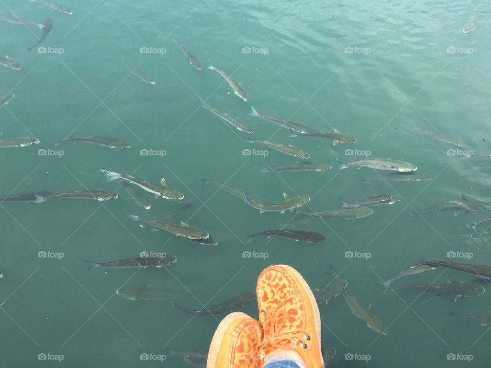 Chilling with some fish