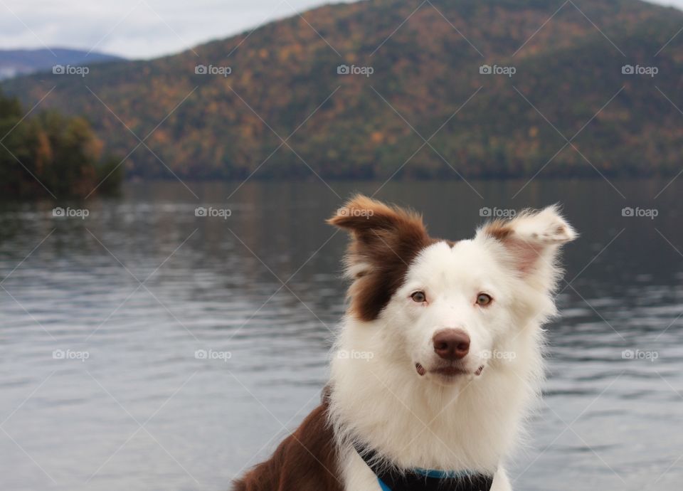 Dog in the mountain lake 
