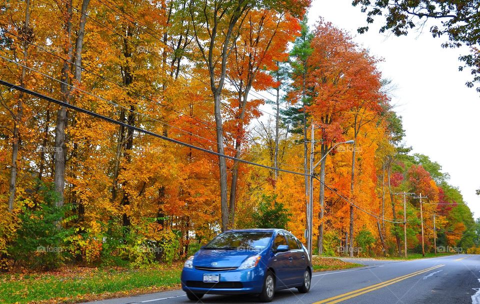 Saratoga Fall. Fall foliage in upstate New York, Adirondacks and Saratoga. 
Zazzle.com/Fleetphoto 