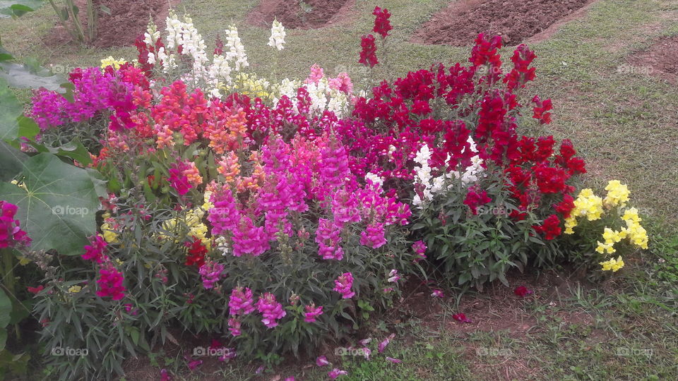 Pari  Mahal Garden Srinagar with Bloomed Flowers in the start of summer Season in Kashmir