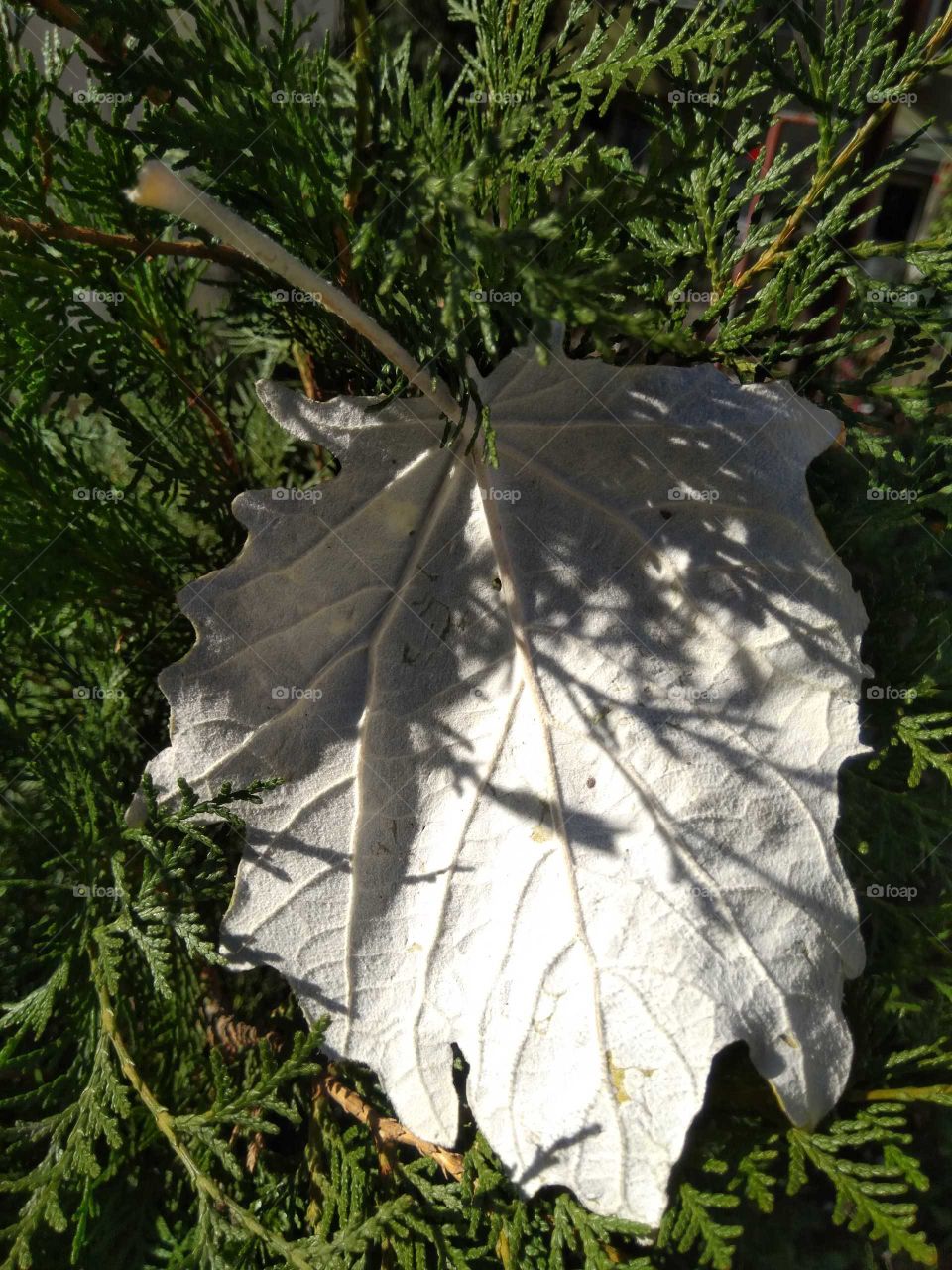 White leaf