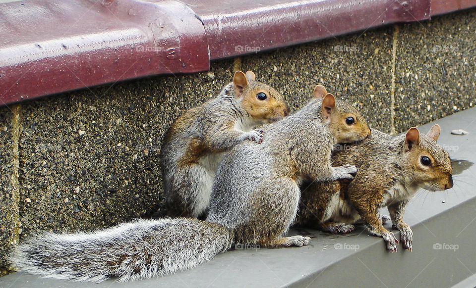 Squirrel family. Papa, mama and baby