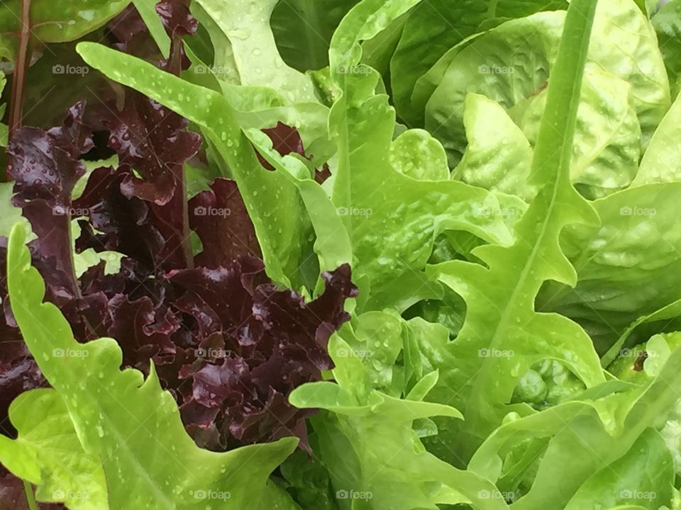 Mixed lettuces 